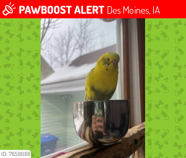 Lost Female Bird last seen Near Northwest Dr, 102, Des Moines, IA 50324
