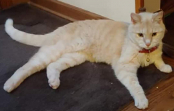 Lost Male Cat last seen Townline & Curtis, Warrenville, IL 60555