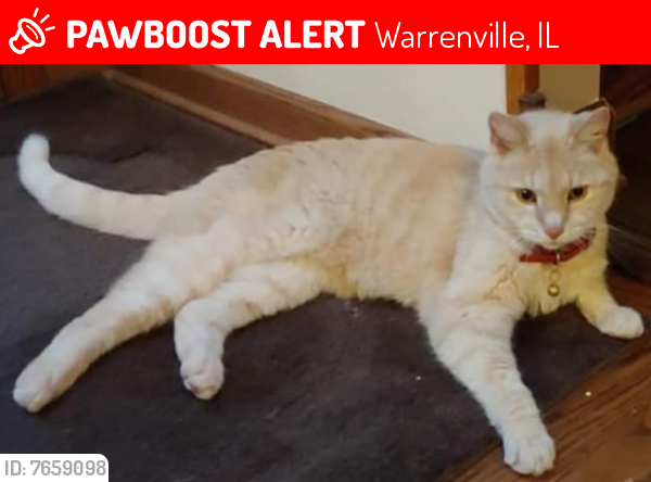 Lost Male Cat last seen Townline & Curtis, Warrenville, IL 60555