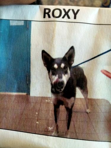 Lost Female Dog last seen Near Valencia drive SE, Albuquerque, Bernalillo, 87108, US, Albuquerque, NM 87108