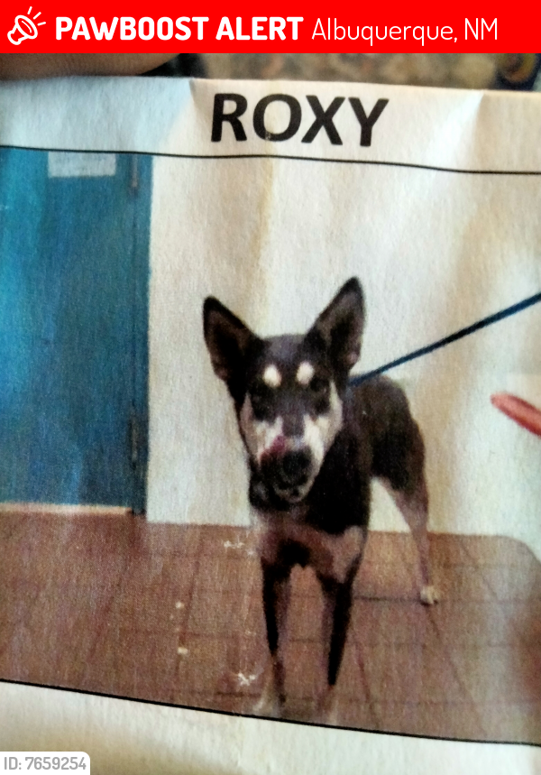 Lost Female Dog last seen Near Valencia drive SE, Albuquerque, Bernalillo, 87108, US, Albuquerque, NM 87108
