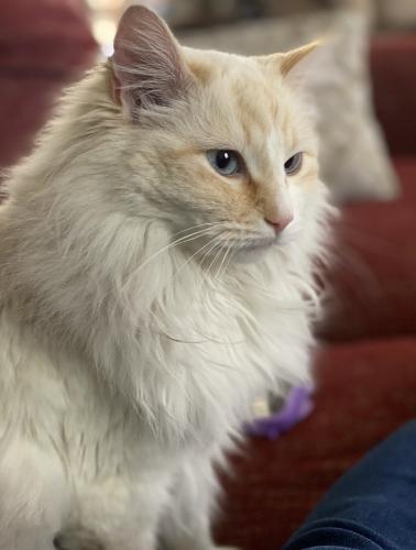 Lost Female Cat last seen Southern and Unser Blvd , Rio Rancho, NM 87124