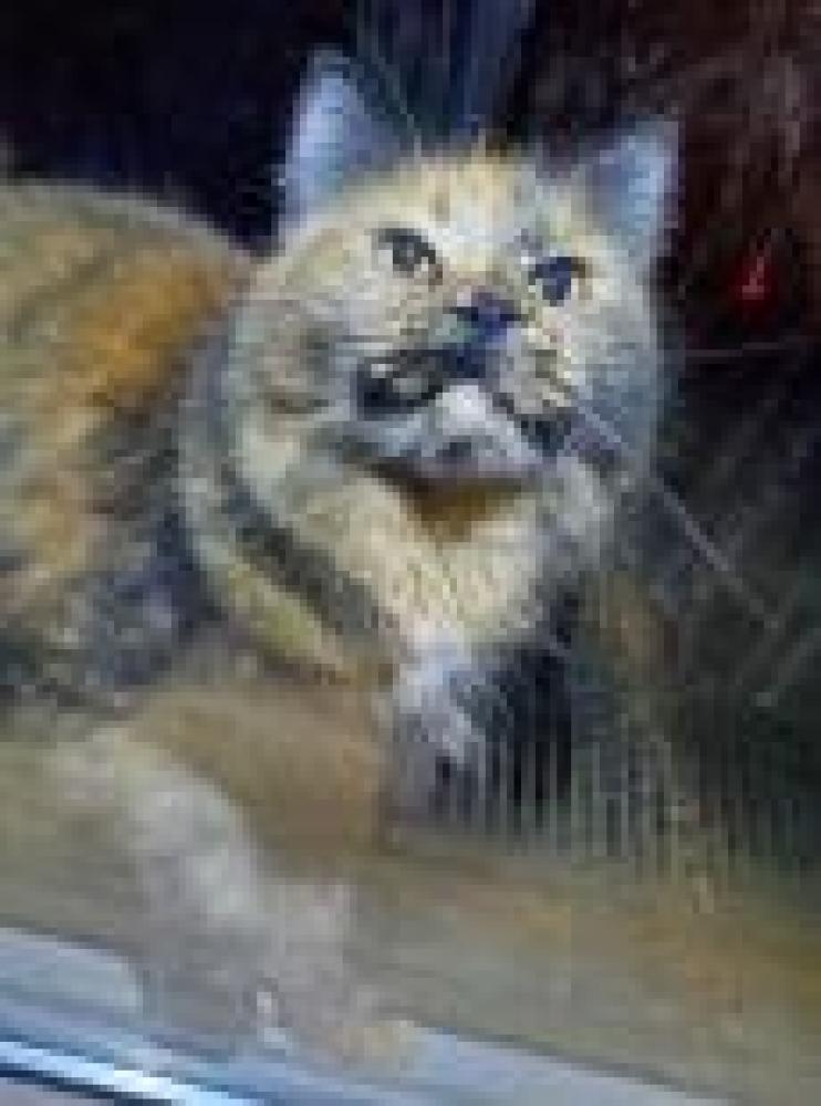 Shelter Stray Female Cat last seen Clifton, VA 20124, Fairfax, VA 22032