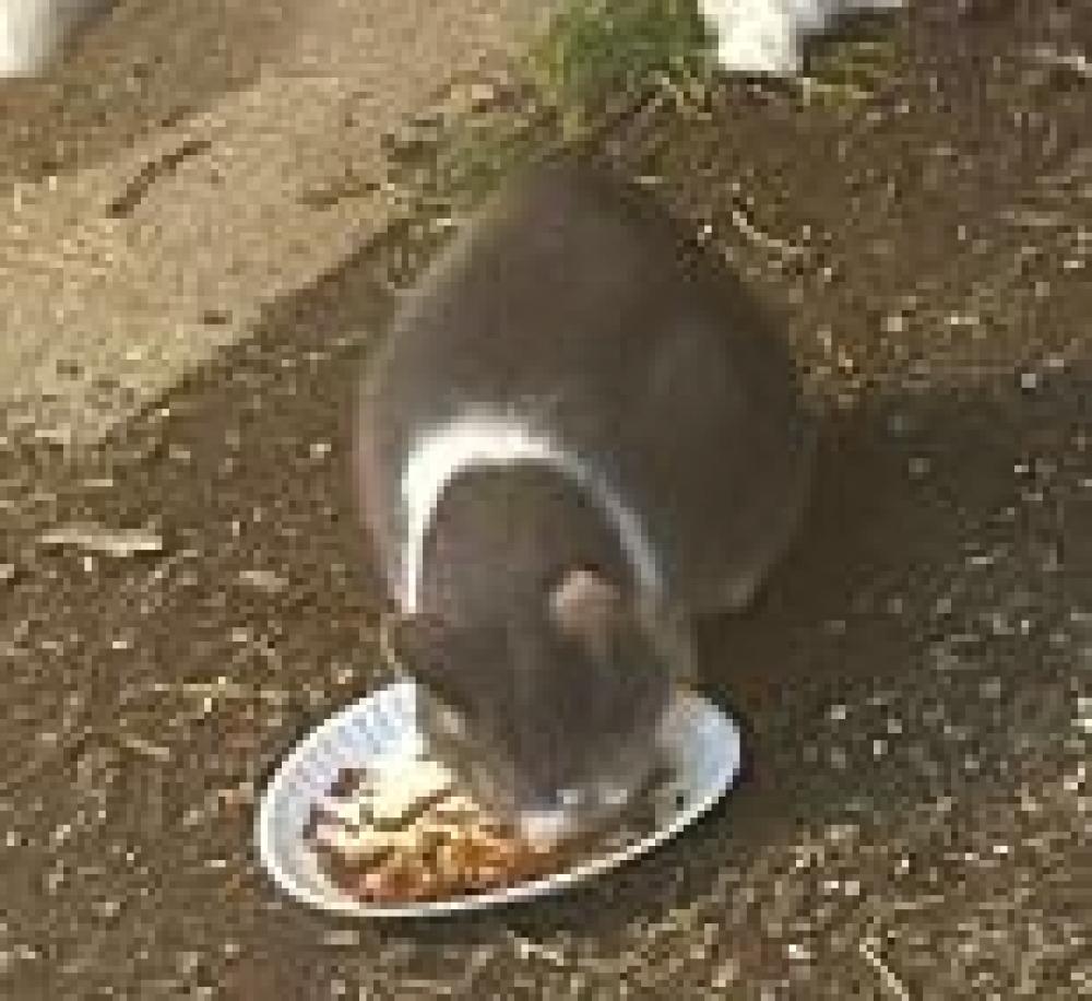 Shelter Stray Unknown Cat last seen Herndon, VA 20170, Fairfax, VA 22032