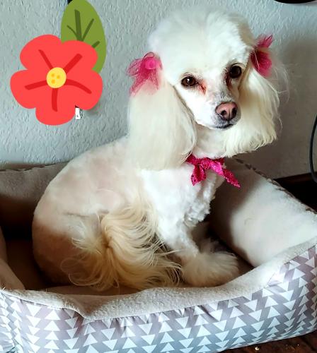 Lost Female Dog last seen Broadmoor and Northern , Rio Rancho, NM 87144