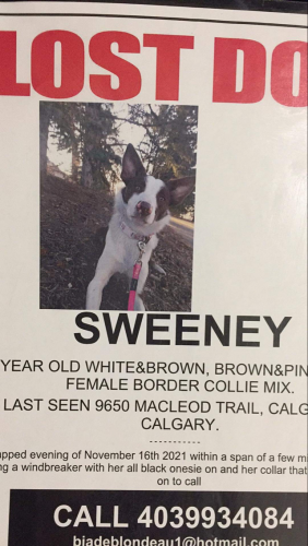 Lost Female Dog last seen Walmart entrance on Macleod trail southland , Calgary, AB T2J 0P5