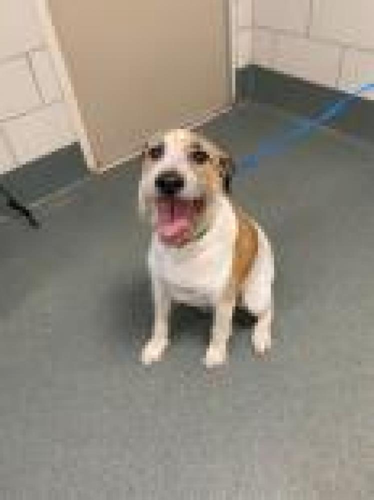 Shelter Stray Male Dog last seen , Fairfax, VA 22032