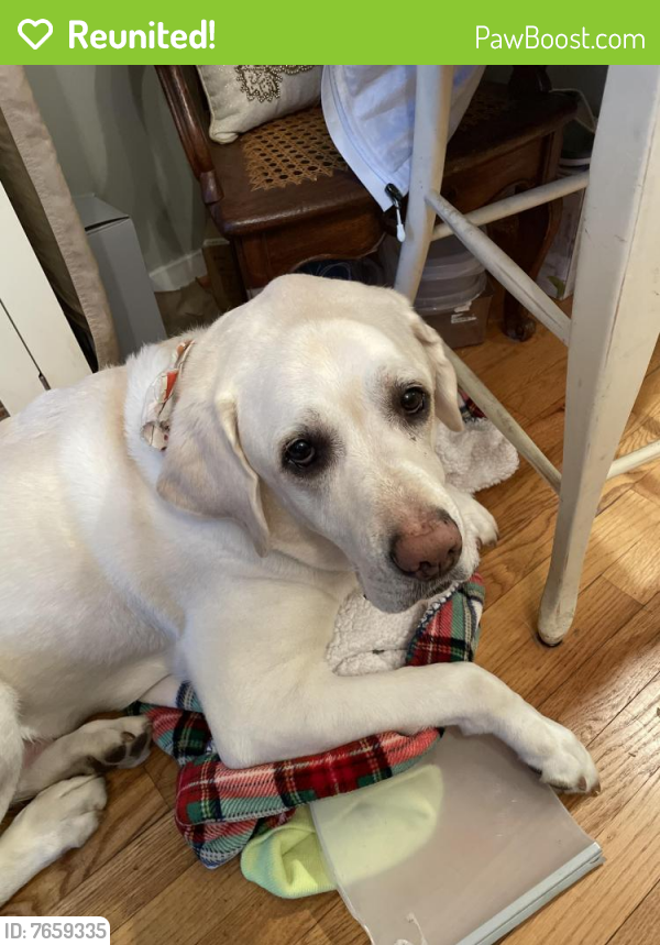 Reunited Male Dog last seen Indian Ridge Road, Reston Va, Reston, VA 20191