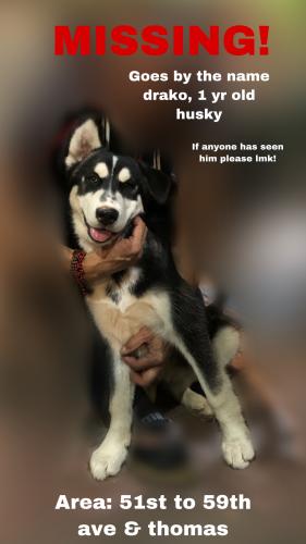 Lost Male Dog last seen 55th ave & thomas rd , Phoenix, AZ 85035