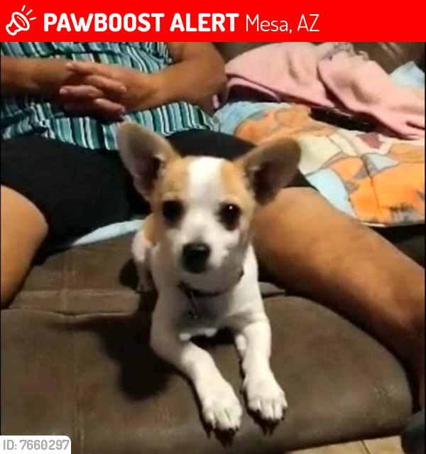 Lost Male Dog last seen Center st & university dr, Mesa, AZ 85201