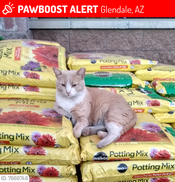 Lost Male Cat last seen 59th Ave and Behrend, Glendale,  Depot, Glendale, AZ 85308