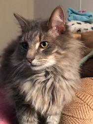 Lost Male Cat last seen Hunters Run, Bear Trophy Way & Powder Way, New Castle County, DE 19701
