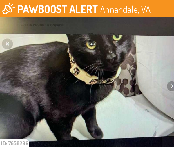 Found/Stray Male Cat last seen Chivalry Rd, Annandale, VA 22003