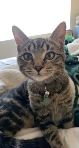 Lost Male Cat last seen Kirtland AFB, Silverberry Circle , Albuquerque, NM 87116