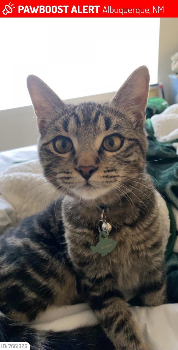 Lost Male Cat last seen Kirtland AFB, Silverberry Circle , Albuquerque, NM 87116