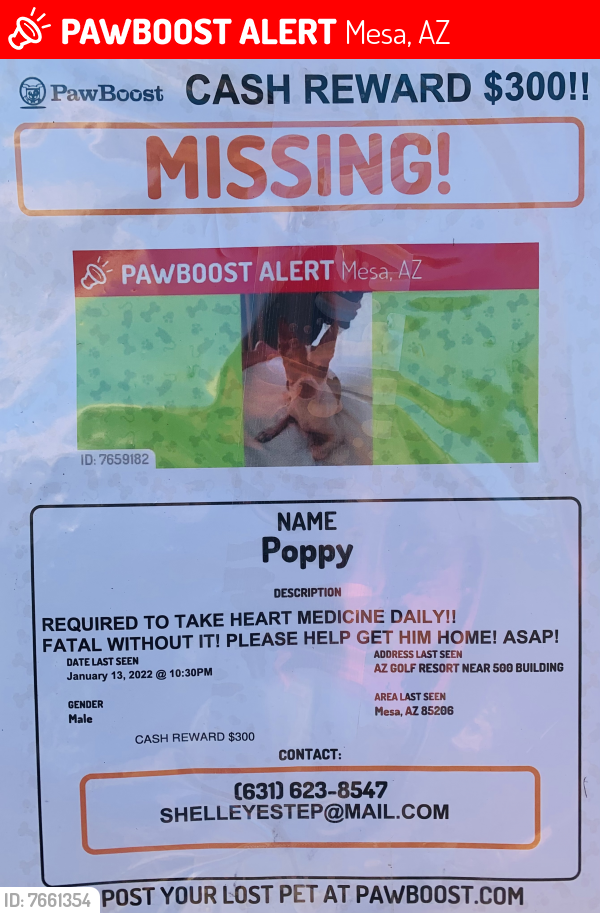 Lost Male Dog last seen Power Road and Broadway, Mesa, AZ 85206