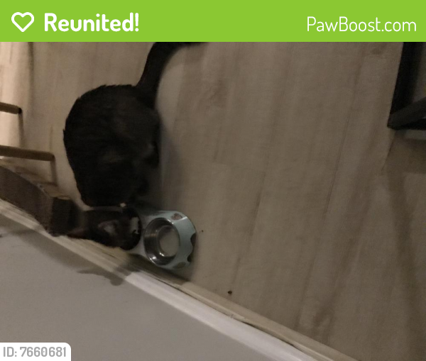 Reunited Female Cat last seen Clopper and long draft , Gaithersburg, MD 20878