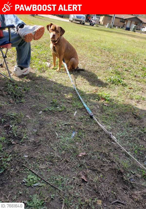 Lost Female Dog last seen ev 1422 North 1st Street, DeFuniak Springs, FL 32433