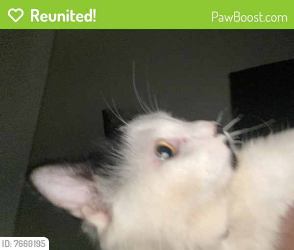 Reunited Female Cat last seen University’ Blvd West, Silver Spring, MD 20902