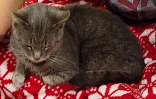 Found/Stray Female Cat last seen Primavera Drive, Bill Moxley Rd, Mount Airy, MD 21771