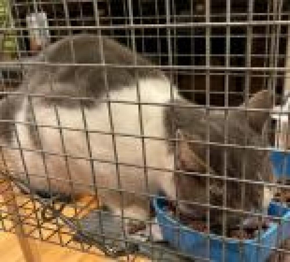 Shelter Stray Female Cat last seen Wolf Trap, VA 22182, Fairfax, VA 22032