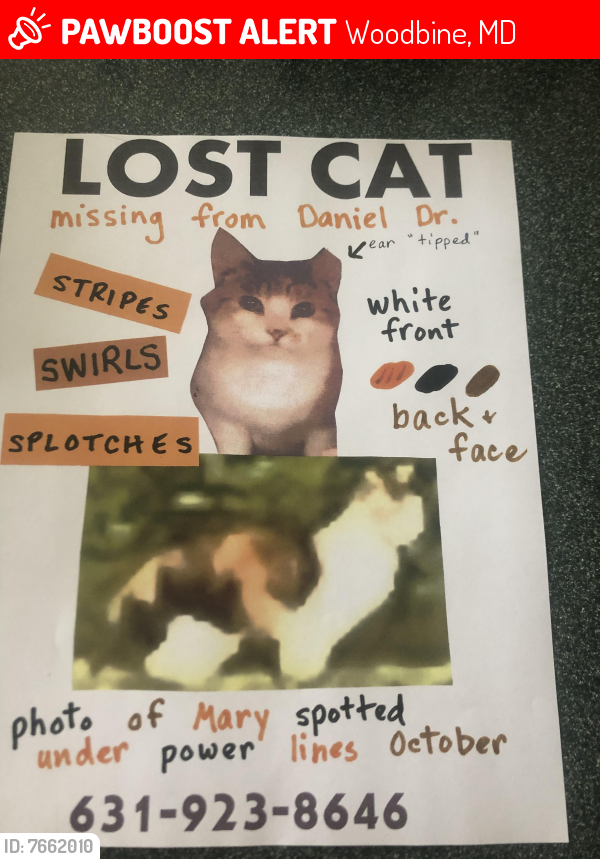 Lost Female Cat last seen Village Green Dr under power lines, Woodbine, MD 21797