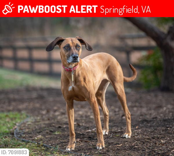Lost Female Dog last seen Near the Post Office and also near the FFX County Parkway in Burke, Fairfax, VA 22032