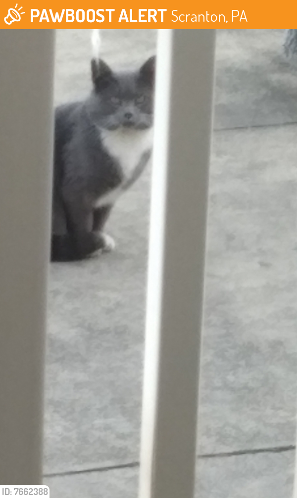 Found/Stray Unknown Cat last seen Near Cathedral cemetery , Scranton, PA 18508