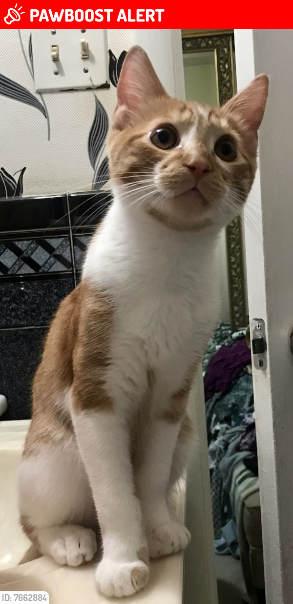 Lost Male Cat last seen Potomac valley drive, Fort Washington, MD 20744