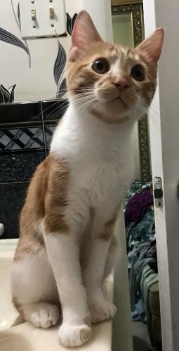 Lost Male Cat last seen Potomac valley drive, Fort Washington, MD 20744