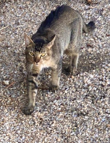 Found/Stray Male Cat last seen 35th Ave & W Peoria Ave, Phoenix, AZ 85302