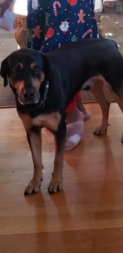Lost Male Dog last seen kenilworth ave. in Riverdale, Prince George's County, MD 20737
