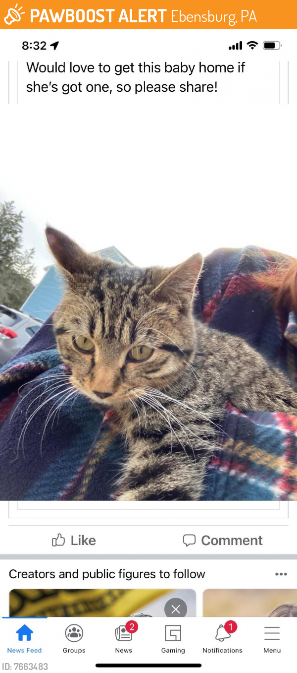 Found/Stray Female Cat last seen Lake Rowena area, Ebensburg , Ebensburg, PA 15931
