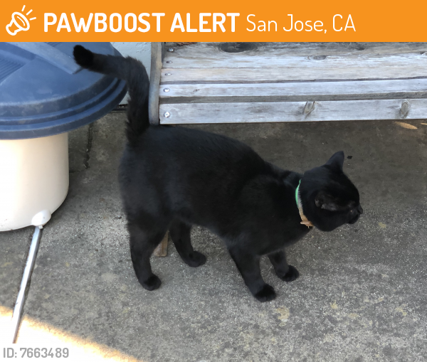 Found/Stray Male Cat last seen North Creek Drive, near Bernal and Santa Teresa, San Jose, CA 95139