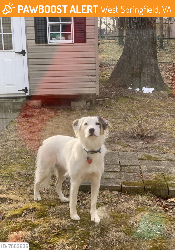Found/Stray Unknown Dog last seen Glenister Drive and Harwood Place, West Springfield, VA 22152