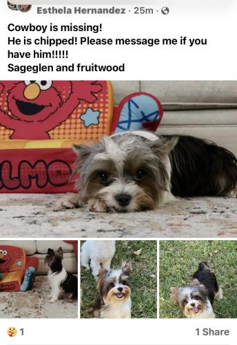 Lost Male Dog last seen Scarsdale and sageglen , Houston, TX 77089