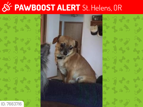 Lost Male Dog last seen Pittsburg rd and Kimmel Ln, St. Helens, OR 97051