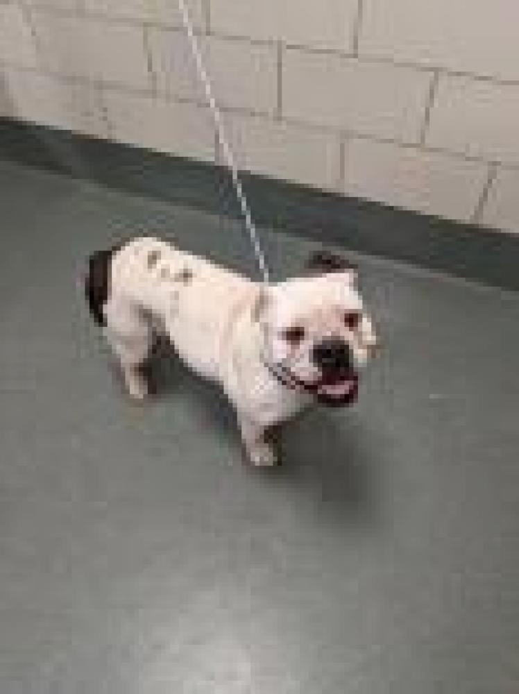 Shelter Stray Female Dog last seen Fairfax County, VA 22030, Fairfax, VA 22032