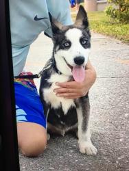 Reunited Male Dog last seen Near Ruswood Road, Winder, GA 30680
