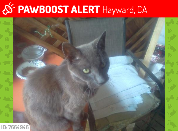 Lost Male Cat last seen Near Westview Way, Hayward, CA 94542