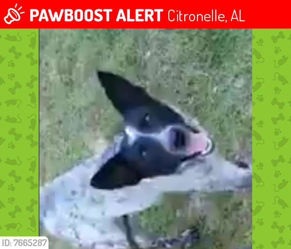 Lost Female Dog last seen Lott rd and Mason ferryrd, Citronelle, AL 36522