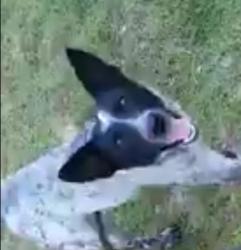 Lost Female Dog last seen Lott rd and Mason ferryrd, Citronelle, AL 36522