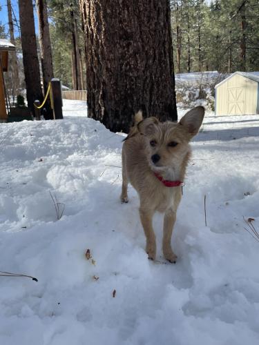 Lost Female Dog last seen elizabeth street and henrietta , Redlands, CA 92373