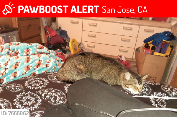 Lost Female Cat last seen Center & monterey hwy, San Jose, CA 95111