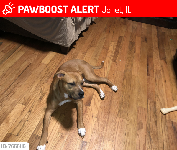 Lost Male Dog last seen Near Ann st, Joliet, IL 60435