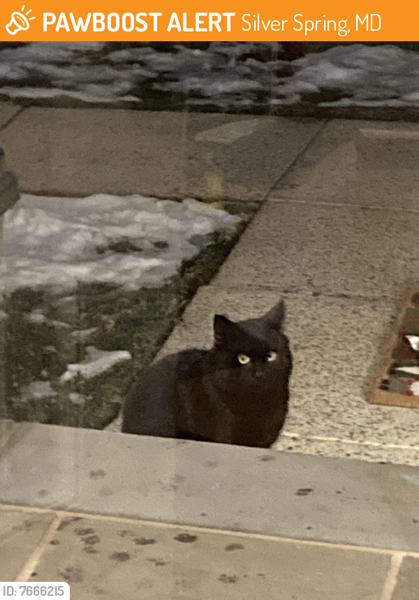 Found/Stray Unknown Cat last seen BrantFord Ave and MLK Park, Silver Spring, MD 20904