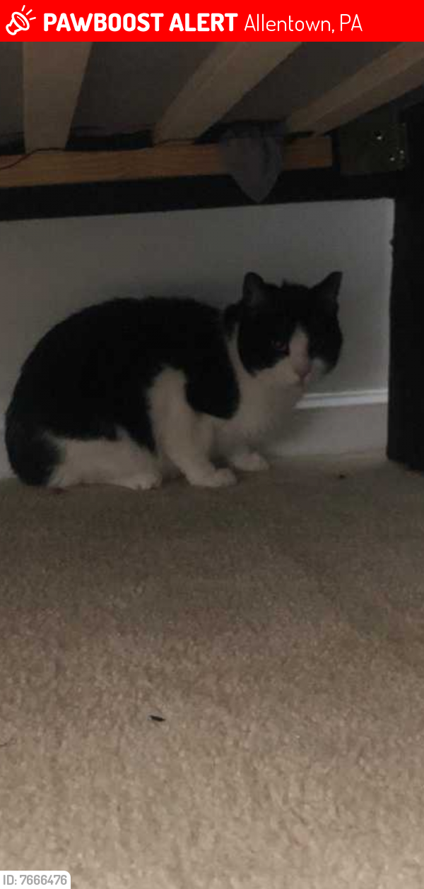 Lost Male Cat last seen Linden and 8th, Allentown, PA 18101