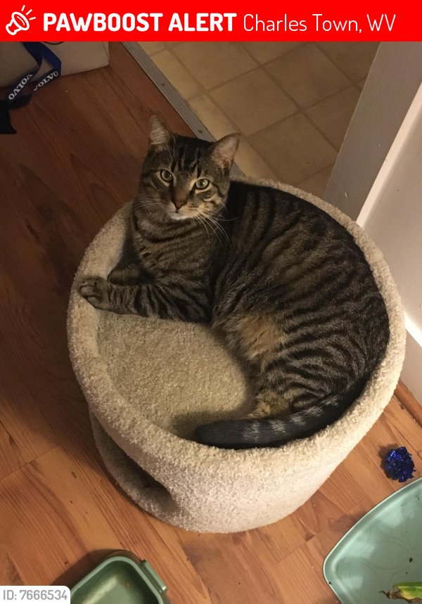 Lost Male Cat last seen Right behind McDonalds, near abandoned buildings, Charles Town, WV 25414