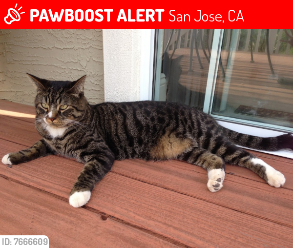 Lost Male Cat last seen Meadowlands Lane, San Jose, CA 95135. The nearest cross street is San Felipe Rd., San Jose, CA 95135