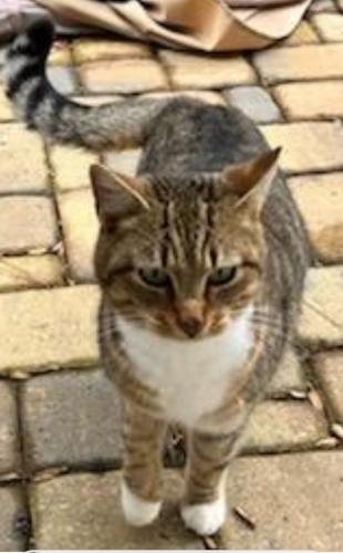 Found/Stray Female Cat last seen Seneca ave, Peachtree Corners, GA 30092